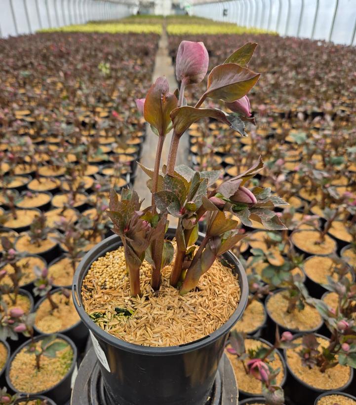 Helleborus Frostkiss® Penny's Pink