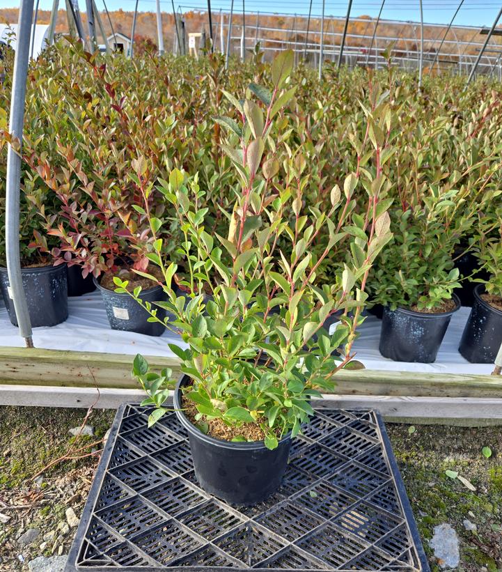 Vaccinium corymbosum 'Blue Ribbon'