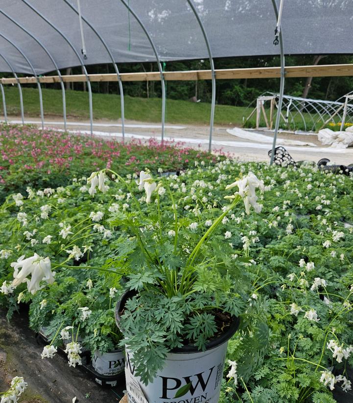 Dicentra x 'White Diamonds'