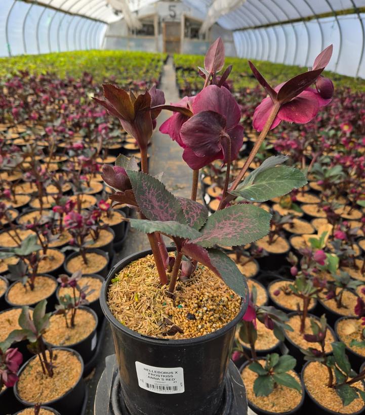 Helleborus Frostkiss® Anna's Red