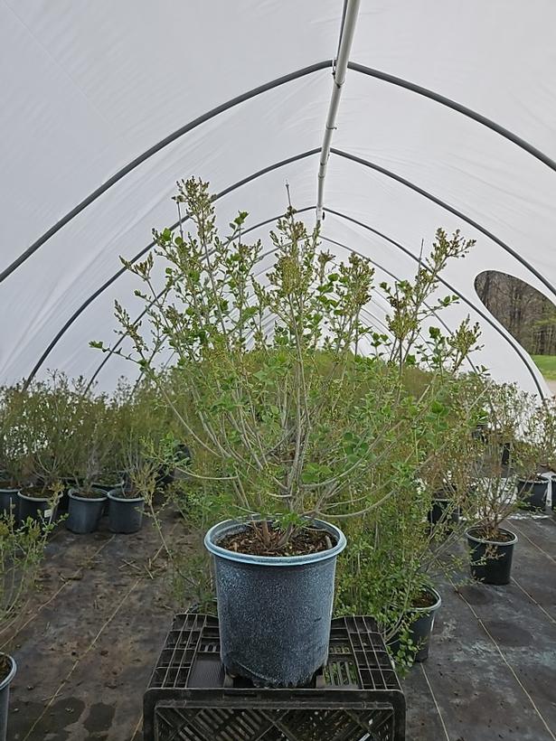 Syringa meyeri 'Palibin'