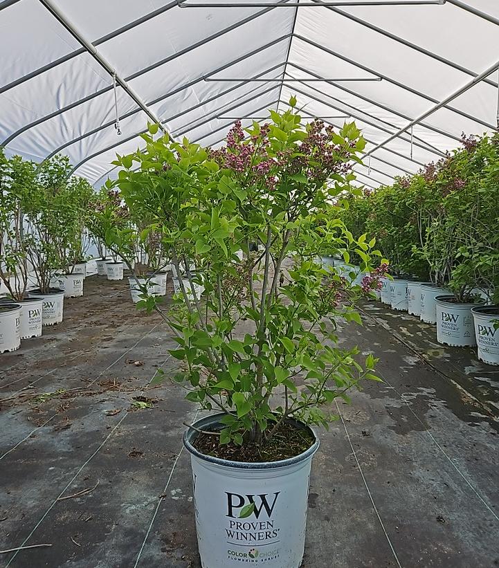 Syringa x hyacinthiflora Scentara Pura®