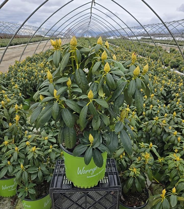 Rhododendron Holden's™ Fuchsia