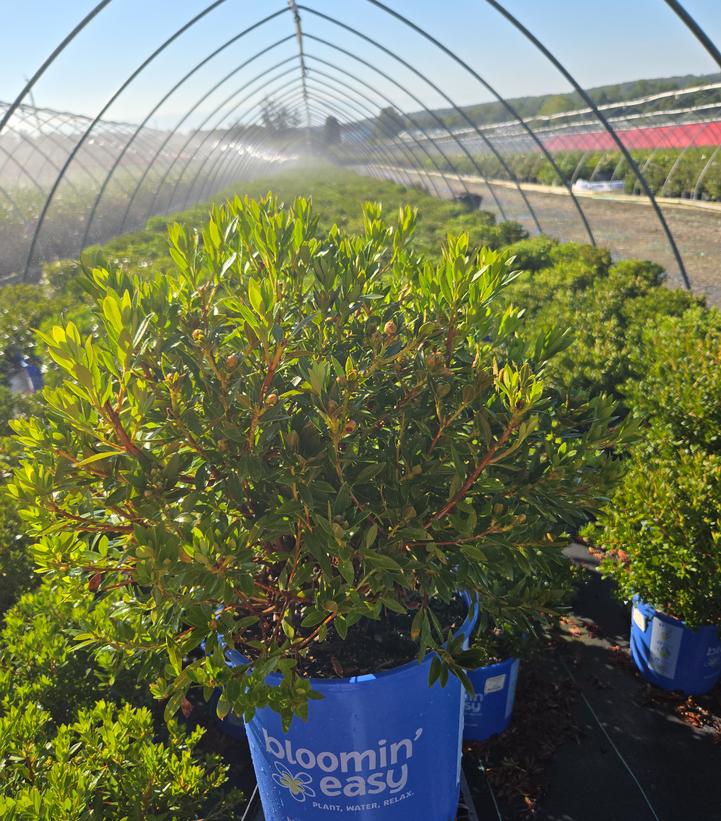 Rhododendron hirsutum x micrantha Bloombux® Blush