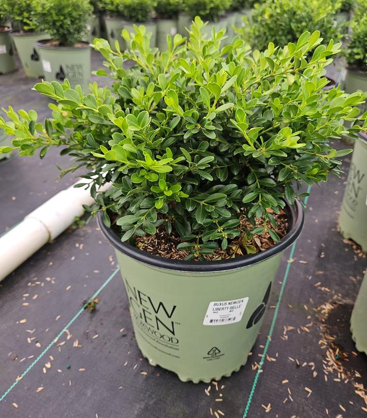 Buxus NewGen Liberty Belle™