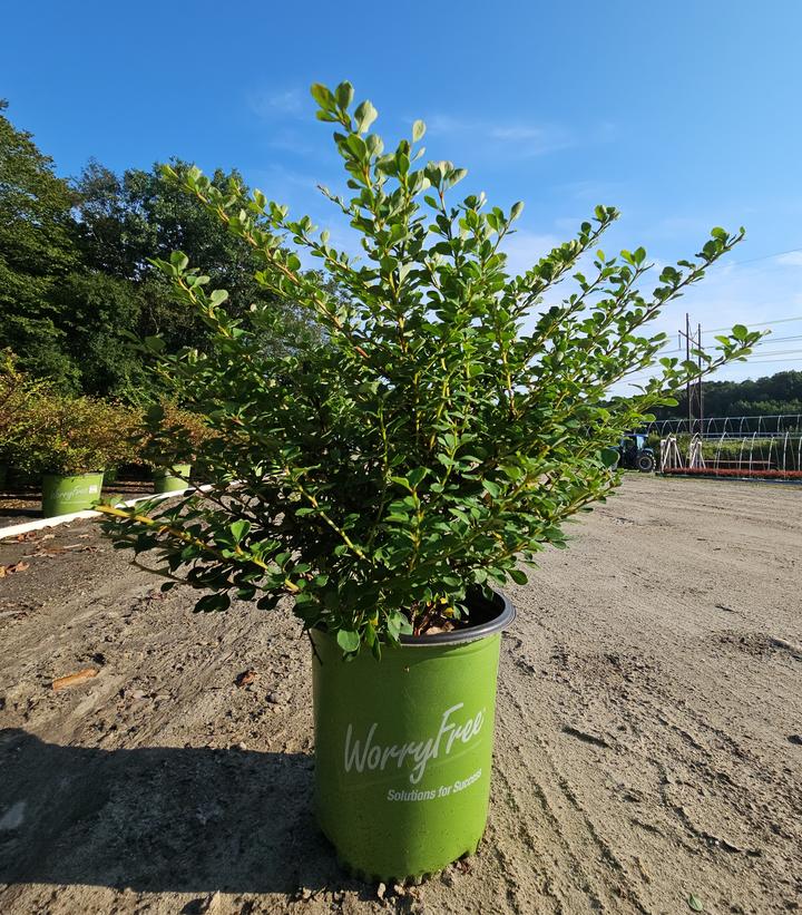 Berberis thunbergii WorryFree® Mr. Green Genes®