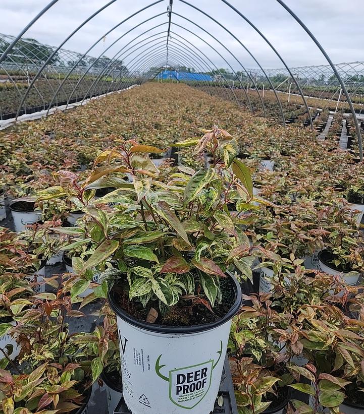 Leucothoe fontanesiana Paisley Pup™