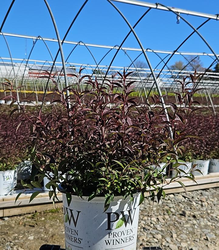 Deutzia x Yuki Kabuki™