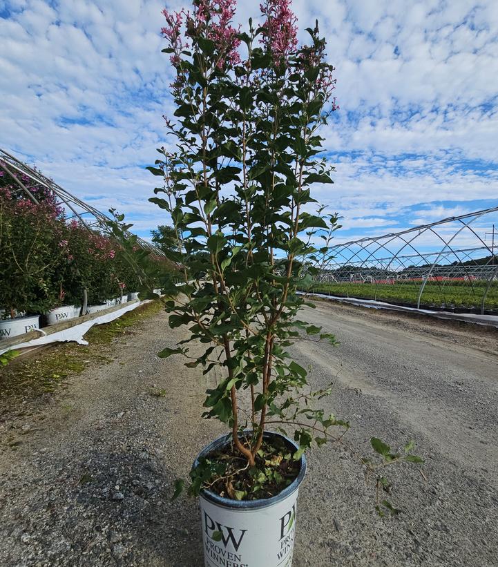 Syringa x Bloomerang Ballet®
