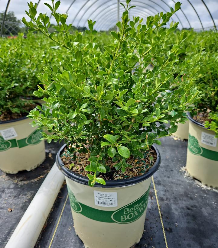 Buxus x Babylon Beauty™