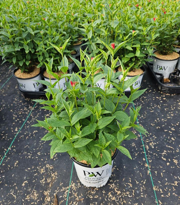 Spigelia marilandica 'Apple Slices'