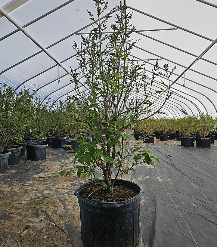 Syringa patula Dream Cloud™