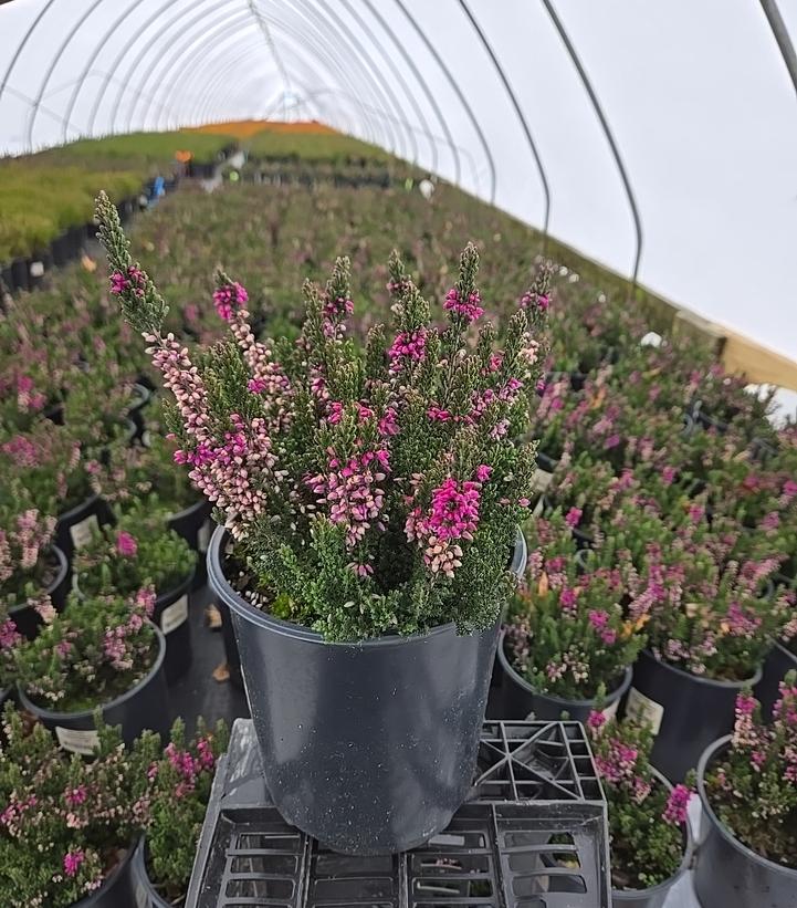 Calluna vulgaris Beauty Ladies® - Purple