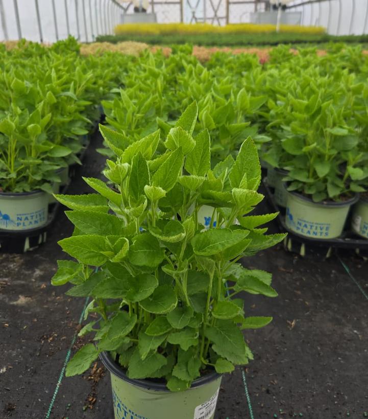 Scutellaria incana 'Prairie Snow'