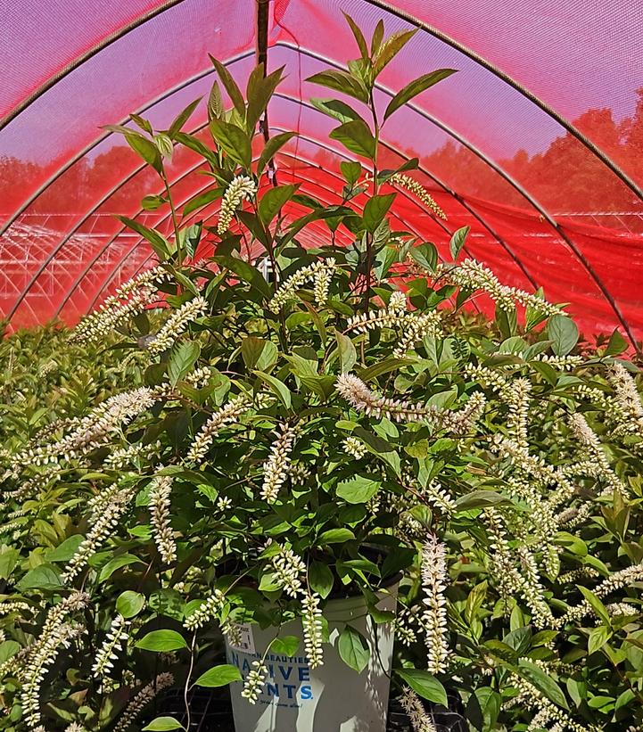 Itea virginica Fountains of Rouge™
