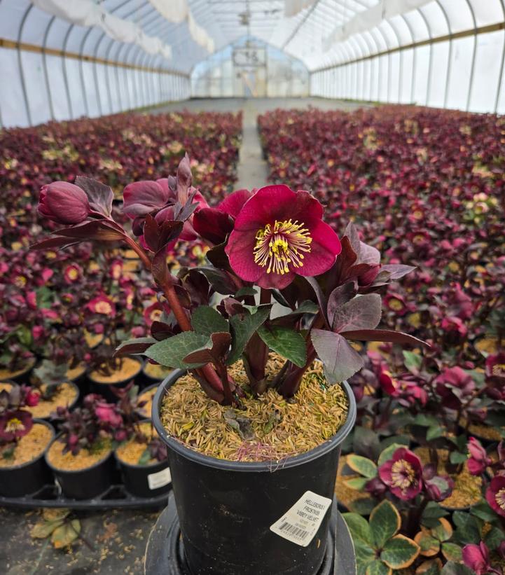 Helleborus x Frostkiss® Vibey Velvet™