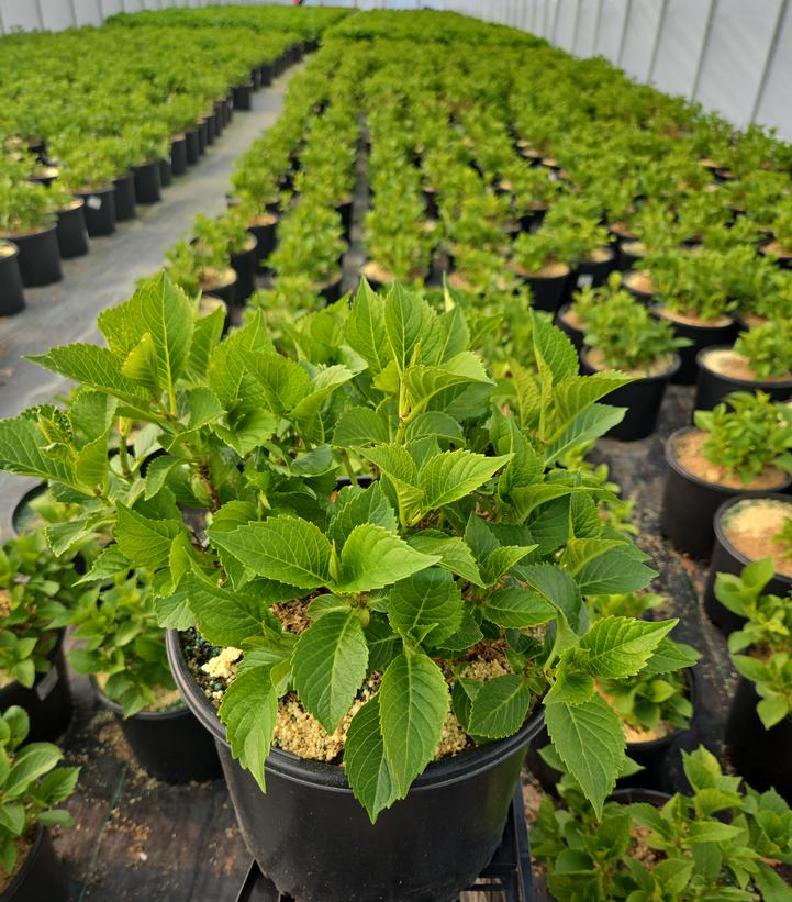 Hydrangea macrophylla Next Generation® Pistachio