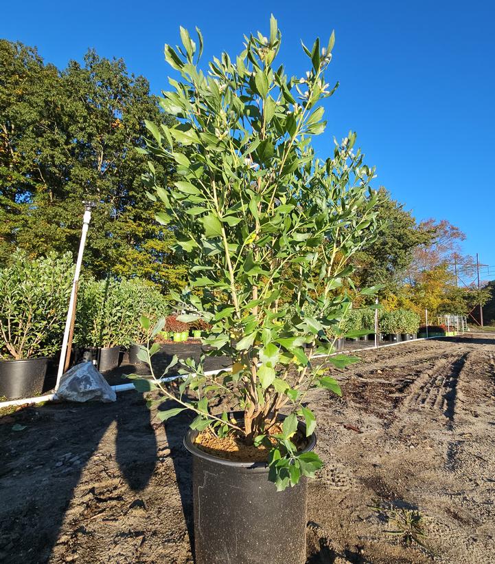 Baccharis halimifolia 