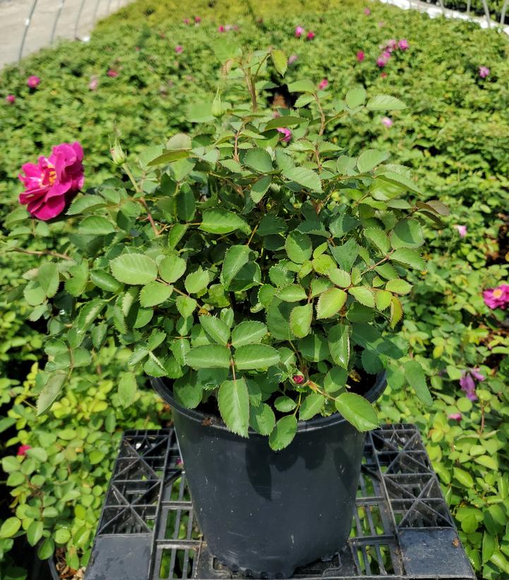 Rosa Showpiece™ Purple