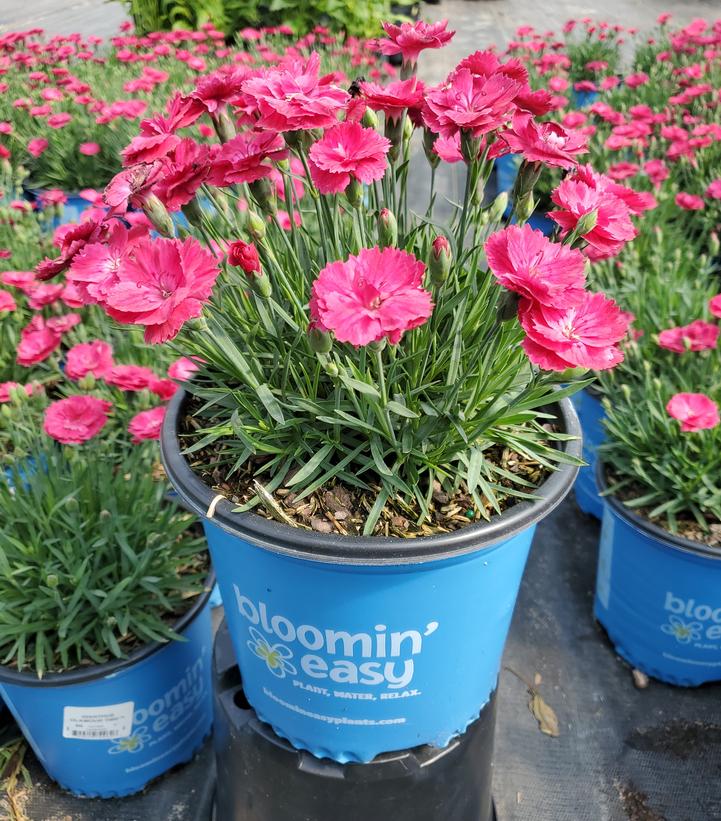 Dianthus gratianopolitanus Glamour Time™