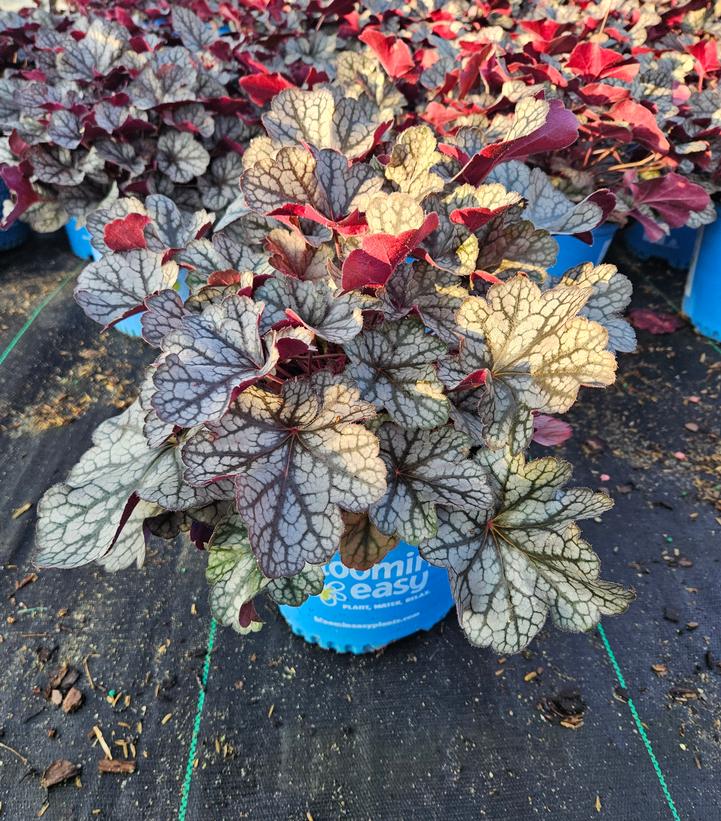 Heuchera Spice Curls™