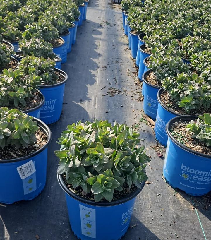 Sedum x Puff Pastry™ 'White Chocolate'