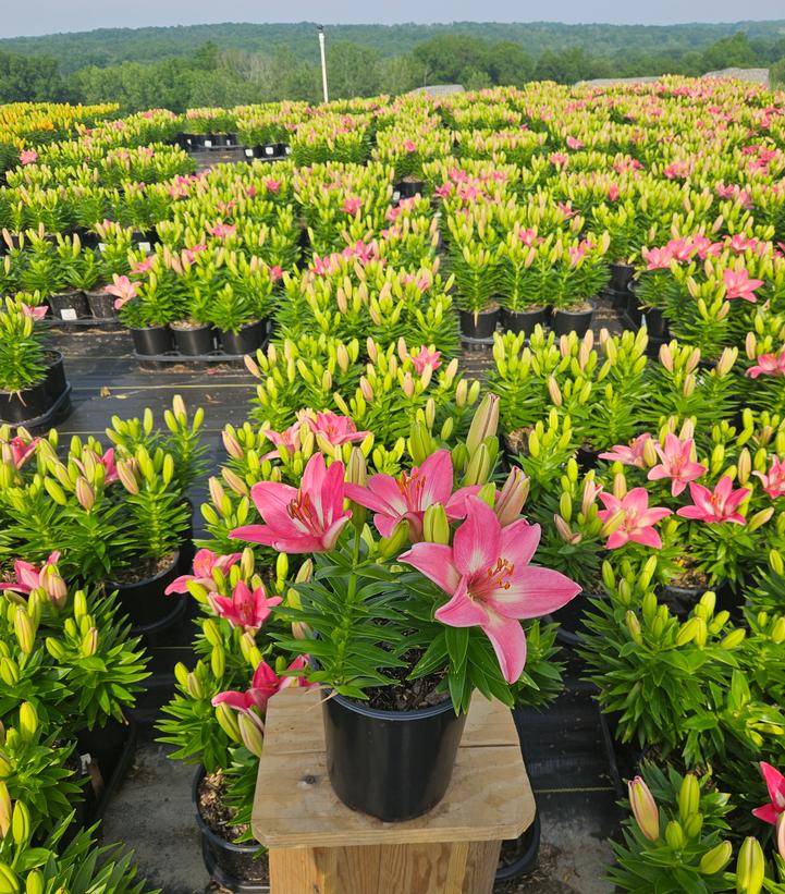 Lilium asiatic Fantasiatic Pink