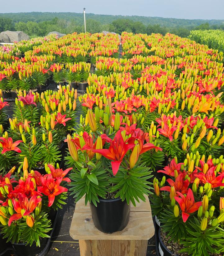 Lilium asiatic Fantasiatic Red