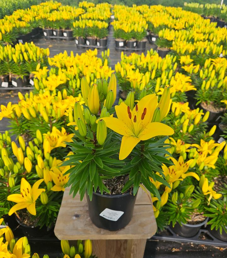 Lilium asiatic Fantasiatic Yellow