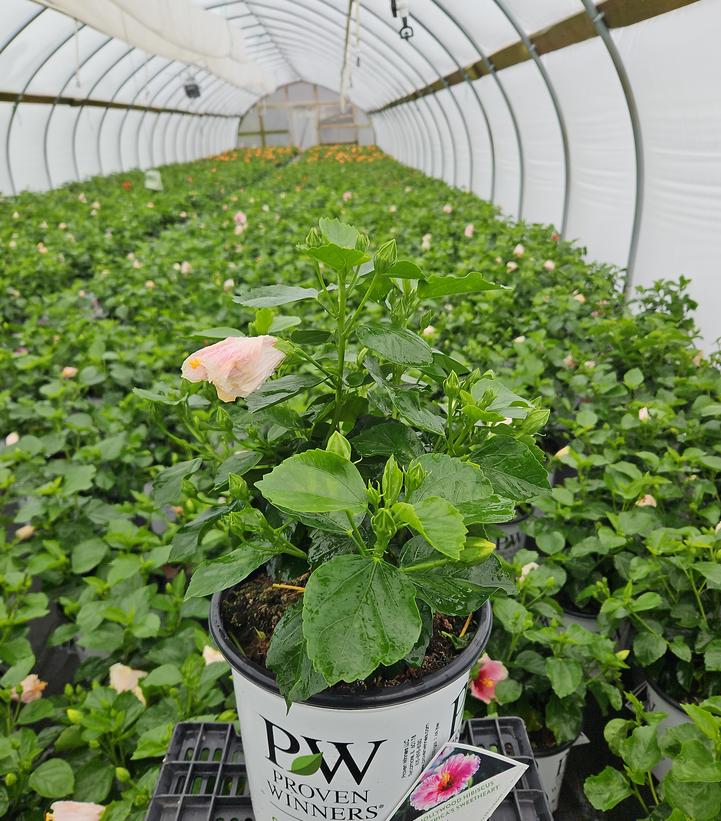 Hibiscus rosa-sinensis Hollywood Hibiscus® America's Sweetheart™