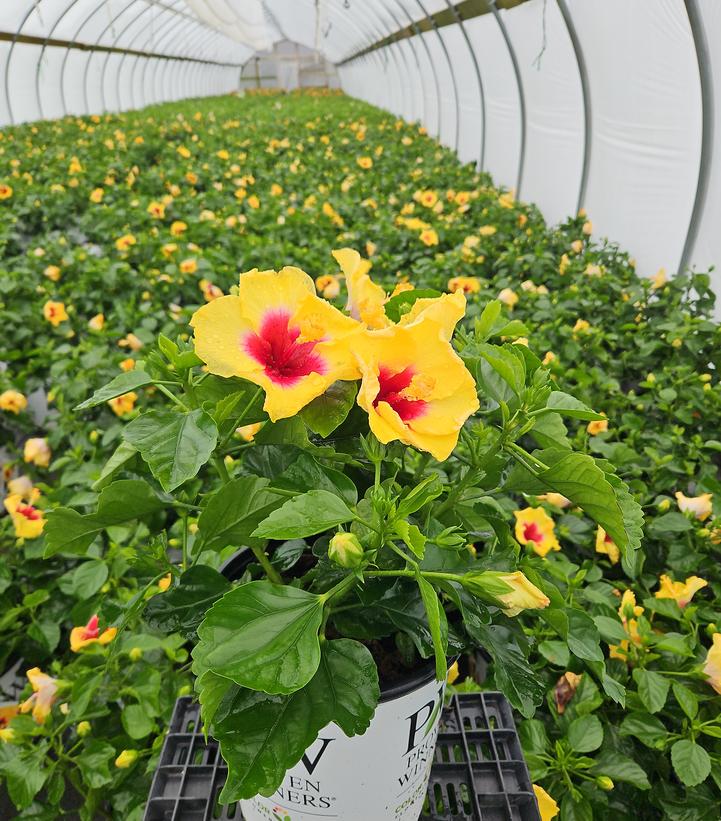 HIbiscus rosa-sinensis Hollywood Hibiscus® Rico Suave™