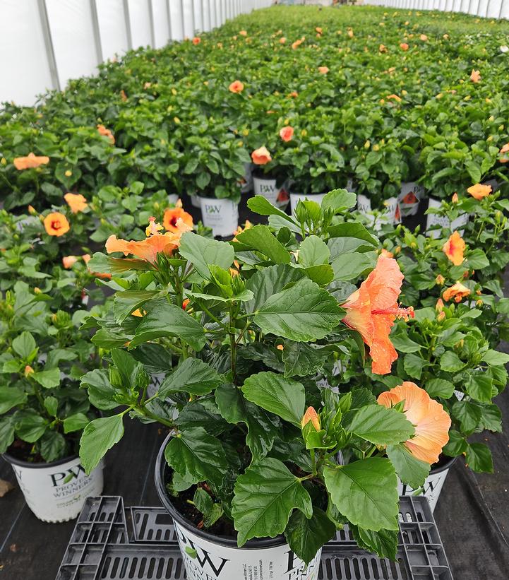 Hibiscus rosa-sinensis Hollywood Hibiscus® Sunset Boulevard™