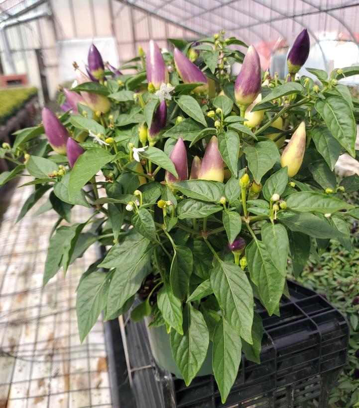 Pepper Ornamental Mixed