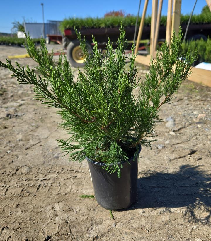 Juniperus chinensis 'Mint Julep'