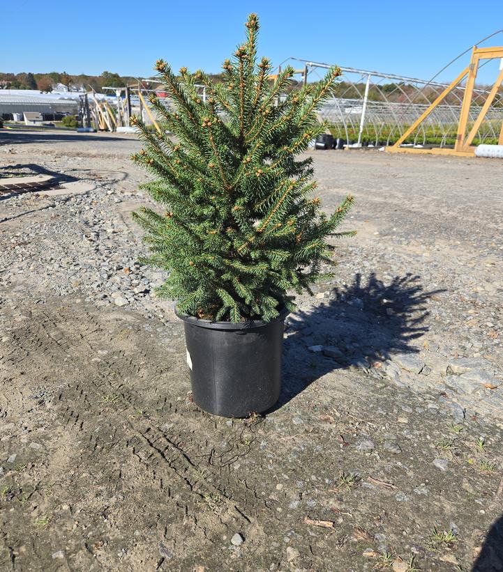 Picea meyeri 