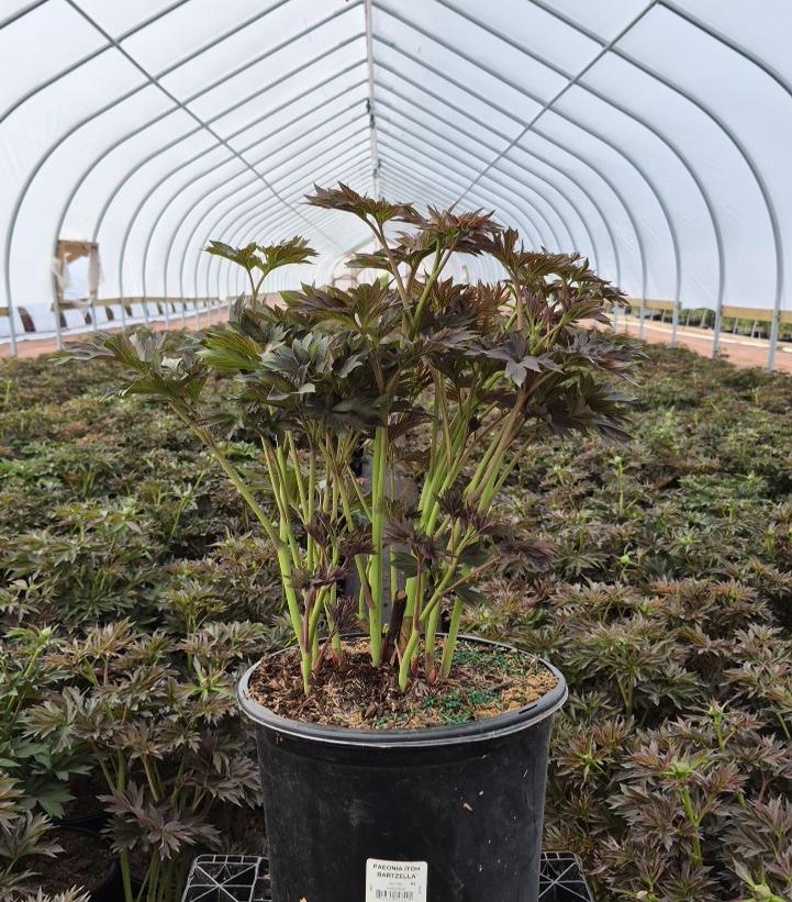 Paeonia x ITOH 'Bartzella'