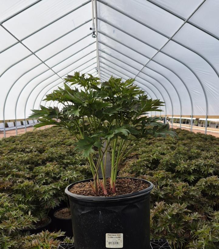 Paeonia x ITOH 'Cora Louise'