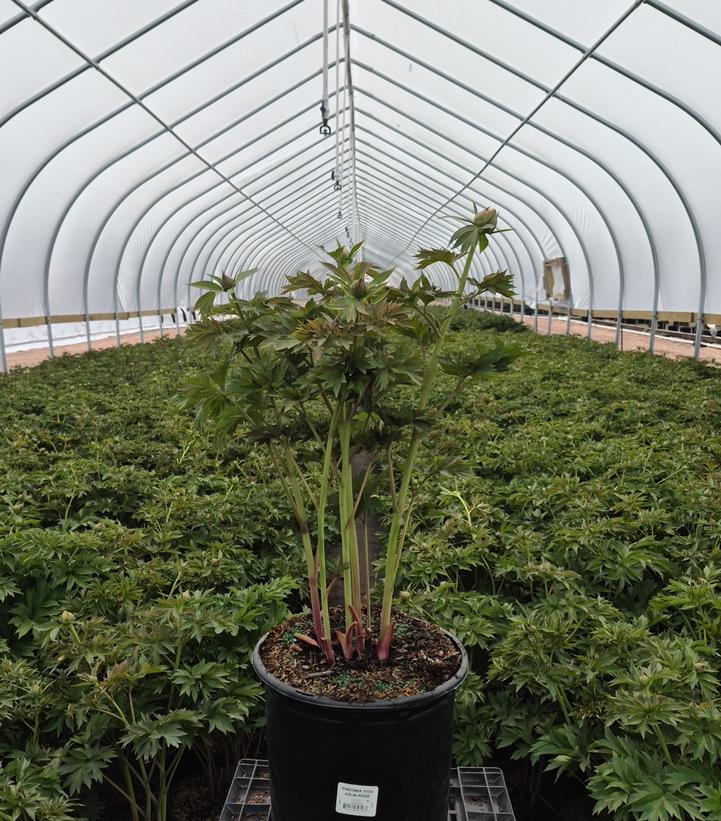 Paeonia x ITOH 'Julia Rose'