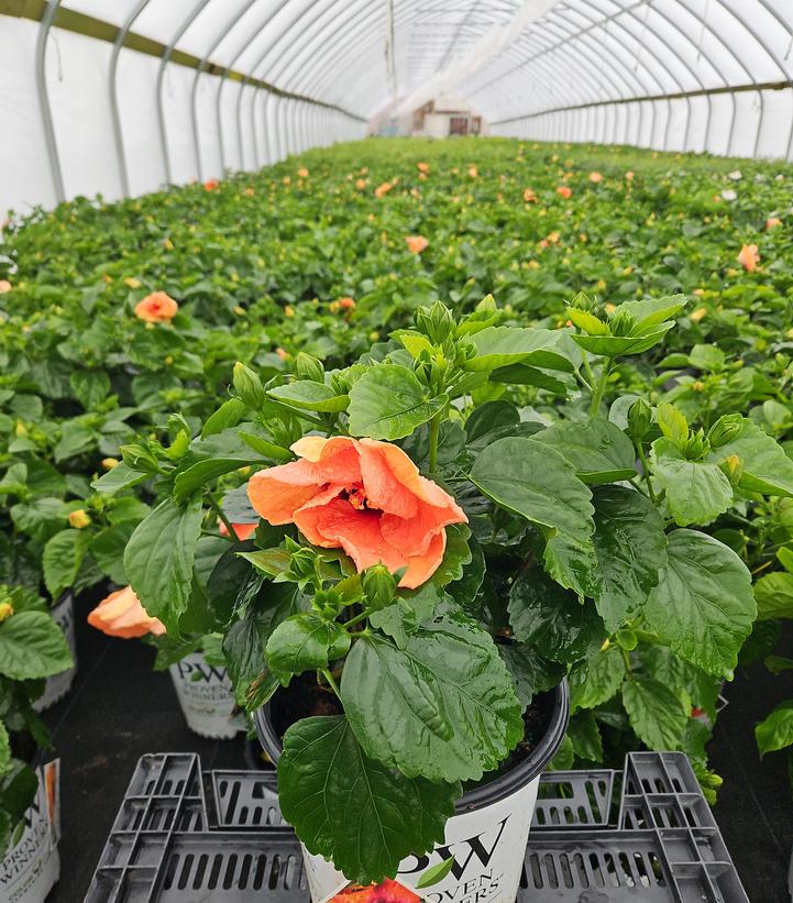 HIbiscus rosa-sinensis Hollywood Hibiscus® Disco Diva™