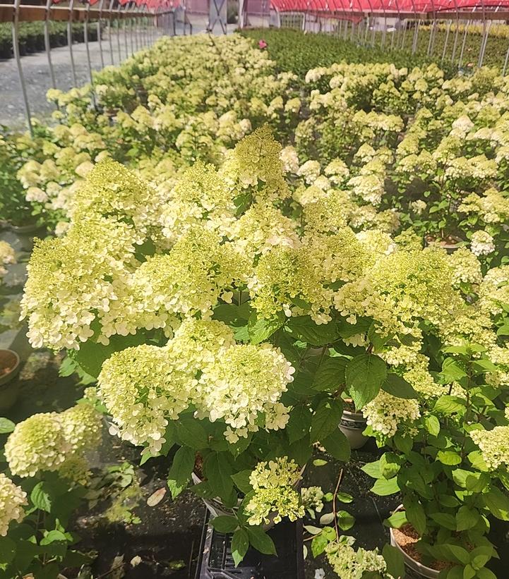 Hydrangea paniculata Pandora