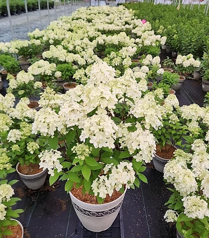 Hydrangea paniculata Panflora