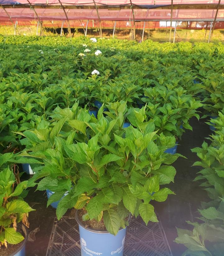 Hydrangea macrophylla Endless Summer® Dreamcloud®