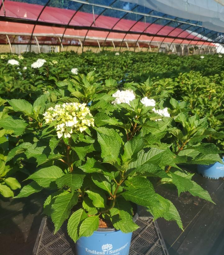 Hydrangea macrophylla Endless Summer® Dreamcloud®