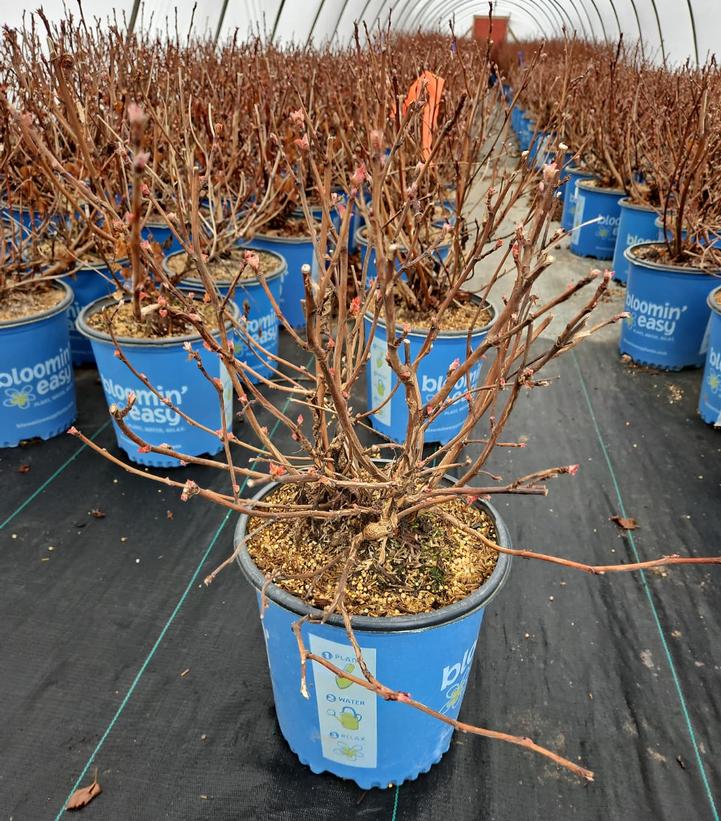 Physocarpus opulifolius Savannah Sunset™