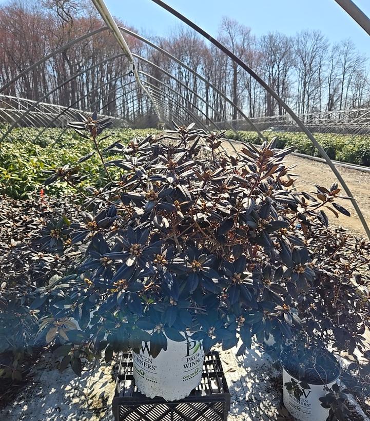 Rhododendron x Black Hat®