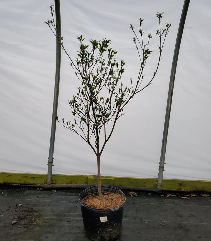 Cornus kousa 'Greensleeves'