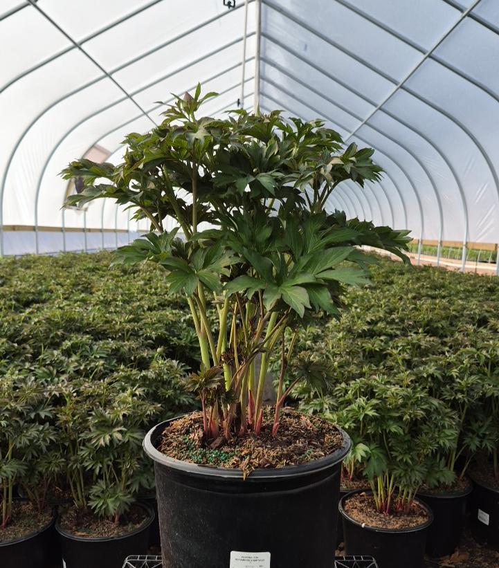 Paeonia x ITOH 'Scrumdiddlyumptious'