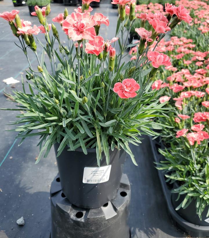 Dianthus x EverLast™ 'Peach'