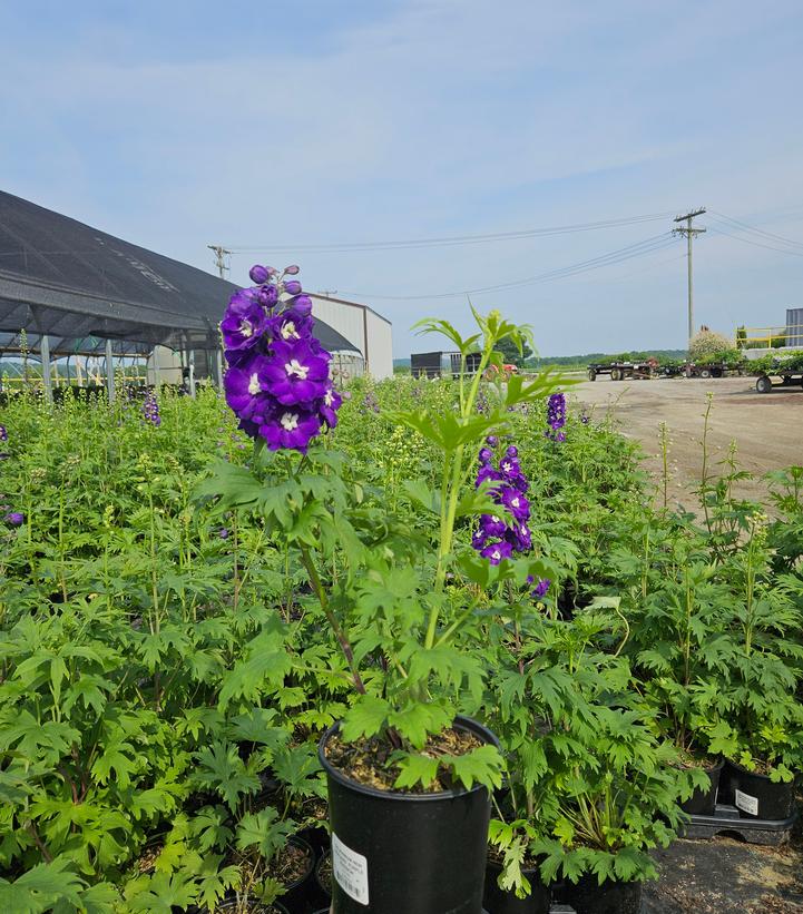Delphinium x New Millennium™ 'Purple Passion'