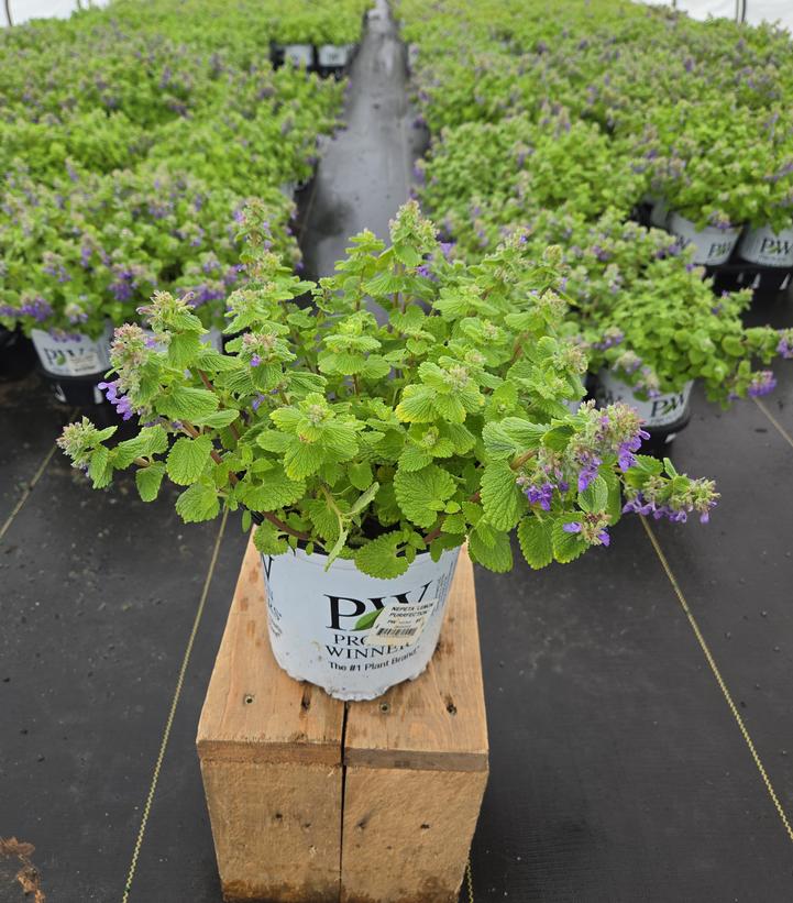 Nepeta x 'Lemon Purrfection'